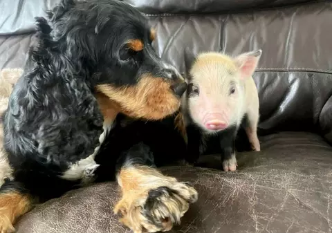 Care este animalul de companie perfect pentru zodia ta?