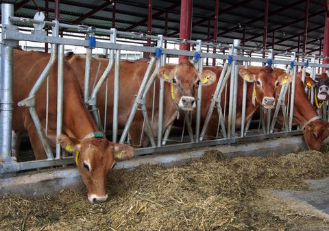 Cinci vaci au fost înscrise la școală pentru a opri desființarea unei clase, într-un sat alsacian