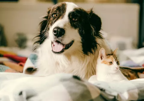 De ce câinii dau din coadă, iar pisicile - nu. Explicația comportamentului animalelor