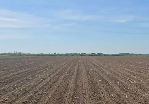 Ciorile smulg porumbul deja încolțit, se plâng fermierii. Război doar pe Facebook împotriva păsărilor pe care legea le protejează | VIDEO