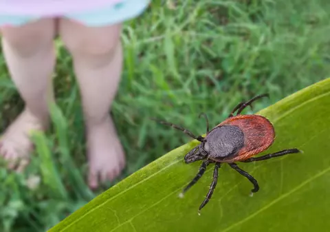 Cum te transformă mușcătura de căpușă în vegetarian. Vaccinul revoluționar care „mușcă” înapoi