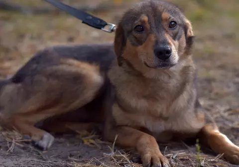 Scandal la Cluj: Dresor filmat lovind un câine cu piciorul. Anchetă, după un val de furie online