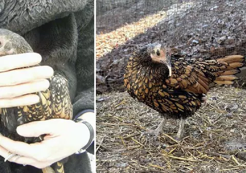 Cea mai bătrână găină din lume este din rasa Golden Sebright. Recordul a fost omologat de Guinness