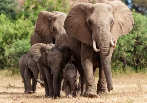Milionar american, călcat în picioare de elefanți în Africa, în timp ce se afla la vânătoare. Ernie Dosio a murit pe loc