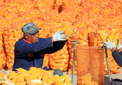 China deține două treimi din rezervele mondiale de porumb. Cum a ajuns Beijingul să controleze stocurile globale