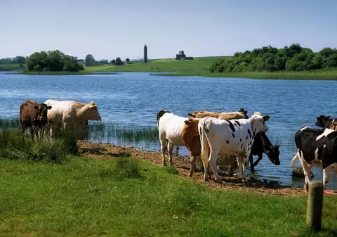 1,6 lei un litru de lapte la producător, prețuri record la raft. Fermierii au trimis 1.500 de animale la abator în ultimele săptămâni