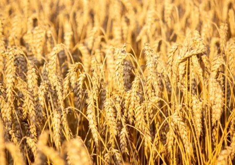 Grâul românesc, cel mai scump din Europa în Portul Constanța