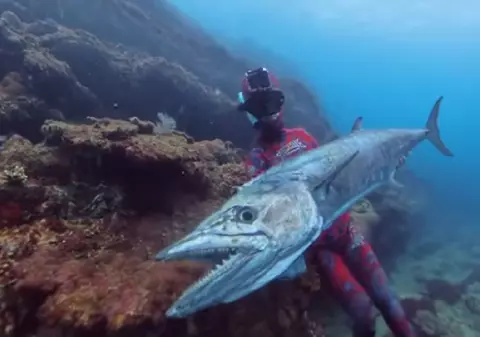 Un macrou de 25 de kilograme a sărit din apă și a omorât un pescar, în Australia: „Locul și momentul nepotrivite”