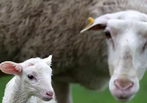 Un crescător de oi din Galați închide ferma, pentru că nu găsește angajați: „Nu mai pot! Nu am cu cine să fac treabă”