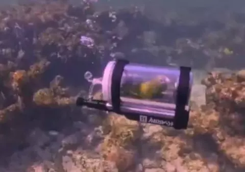 Momentul în care un papagal ajunge sub apele Oceanului Atlantic, într-un submarin făcut special pe dimensiunile lui: „Ar prefera asta decât să stea în colivie”