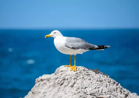 Pescărușul - 35 de curiozități și lucruri uimitoare despre această pasăre