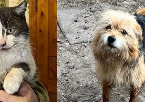 O pisică și un câine au zburat 10 km cu o dronă din mijlocul câmpului de luptă, în Ucraina: „Le-au pus în pungi speciale și i-au evacuat”