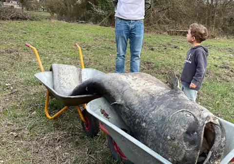 Somn uriaș de 2,60 metri și 100 kg, găsit într-o baltă din Germania. Legenda „monstrului” s-a adeverit