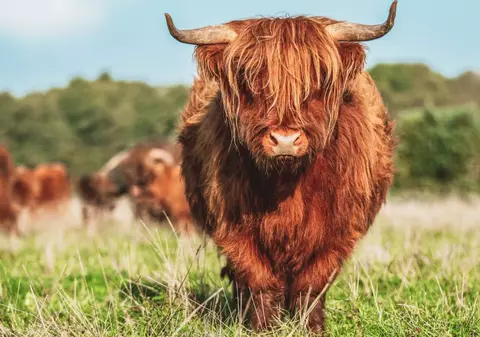 Cum au dispărut vacile Highland de pe pășunile din Marea Britanie după un trend aparent inofensiv