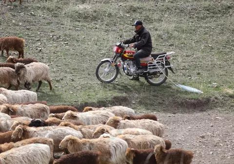 Anunț de angajare ciobani în China devenit viral, 59 de milioane de vizualizări și 700 de oameni care au aplicat pentru două posturi