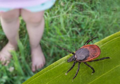 Începe sezonul de țânțari și căpușe în România. Ce boli pot transmite insectele și cum te protejezi
