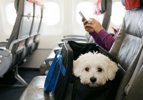 Cum călătoreşti cu animalul de companie în avion. Cum îl pregătești pentru mașină sau avion