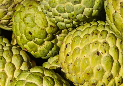 Fructul cu gust de cremă de vanilie care crește aproape fără apă cucerește lumea. Povestea inginerului AI care a renunțat la carieră pentru a-l cultiva