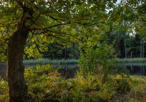 Proprietara unei vile i-a cerut vecinului ei să taie 34 de mesteceni pentru că îi blochează vederea către lac de pe terasă, în Elveția
