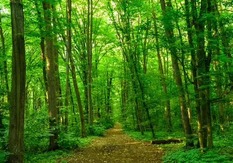 Peste 16 milioane de lei pentru Muzeul Pădurii: O clădire degradată din Parcul Băneasa va fi complet transformată