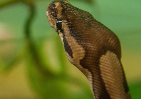 Șerpii au invadat gospodăriile din Serbia. Care este camera din casă preferată de reptile
