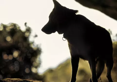 Copil de 4 ani din Buzău, sfâșiat de un câine ciobănesc. Mama l-a lăsat singur câteva clipe. Procuratura a deschis un dosar penal pentru ucidere din culpă