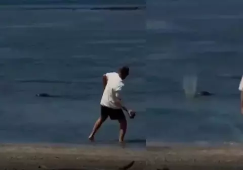Un turist se laudă cu „nu-mi pasă, sunt bogat” în timp ce aruncă cu pietre în capul focilor