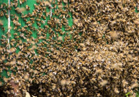Un „oraș” cu peste 5.500.000 de albine a fost găsit sub un cimitir. Insectele trăiesc acolo de peste 100 de ani
