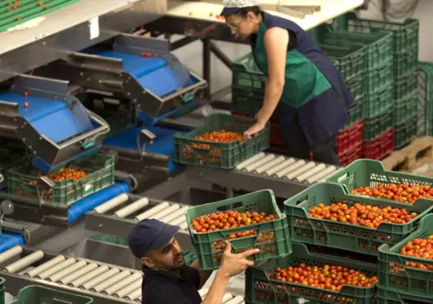 Cu cât e plătit pe oră un culegător de roșii din seră din Suedia, pentru un program de 8-10 ore pe zi, minim 40 de ore pe săptămână