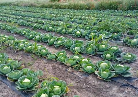 Județul din România unde varza zace pe câmp, iar agricultorii o donează celor care vin să o culeagă: „Ori te pricopsește, ori te nenorocește”