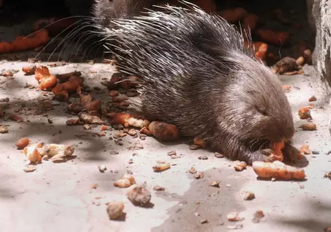 O familie de porci spinoși e atracția principală în Grădina Zoologică din Brăila. De unde primesc animăluțele mâncare