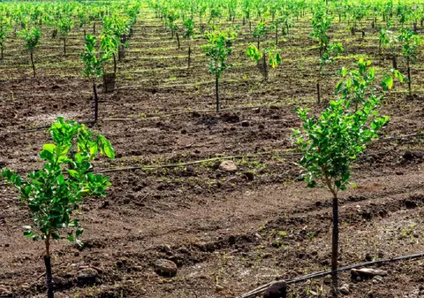 Calendarul de plantare al pomilor fructiferi: primăvară vs toamnă