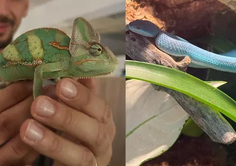 Brașov, orașul în care funcționează prima grădină zoologică privată din România