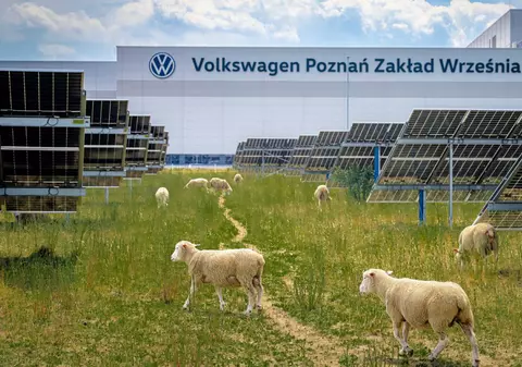 Volkswagen a înlocuit mașinile de tuns iarba cu 100 de oi. Animalele pasc liniștite sub 31.000 de panouri solare, în Polonia