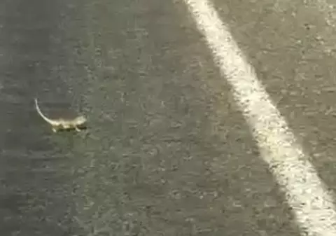 Un șofer a lăsat un cameleon să traverseze și a blocat traficul, în Turcia | VIDEO