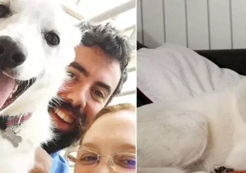 Destin, câinele-erou care a murit salvând un copil de 2 ani din ghearele unui lup, în Italia