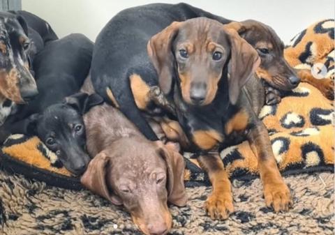 Două românce au vândut 300 de teckeli împreună cu un veterinar, în Franța, și pot primi 1.000.000 de euro amendă