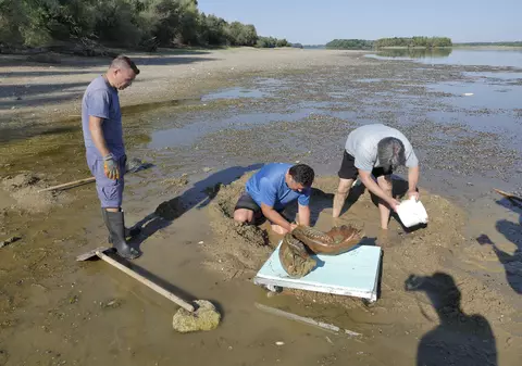 Dunărea a secat în Bulgaria atât de mult, încât au putut fi descoperite rămășițele unui mamut