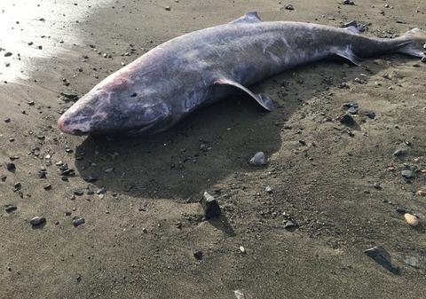 Un rechin în vârstă de peste 150 de ani care a eșuat pe o plajă din Irlanda i-a fascinat pe cercetători: este considerat tânăr pentru specia lui