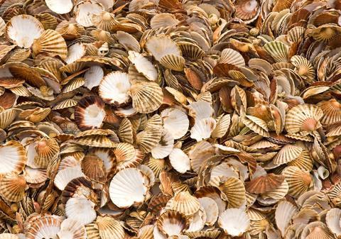 SUA au aruncat 500.000 de tone de cochilii de stridii în ocean în 2007 și au creat un nou habitat pentru mii de specii marine
