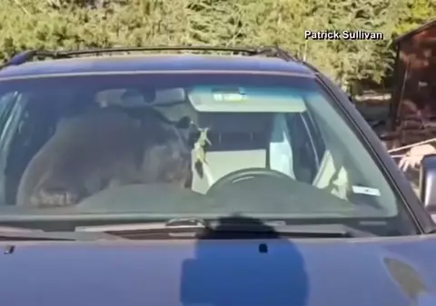 O ursoaică s-a încuiat în mașină și a claxonat toată noaptea, în SUA | VIDEO