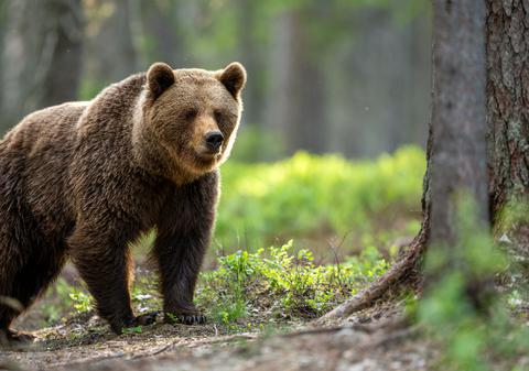 Un bărbat a fost mușcat de picior de un urs, în comuna Lerești, județul Argeș