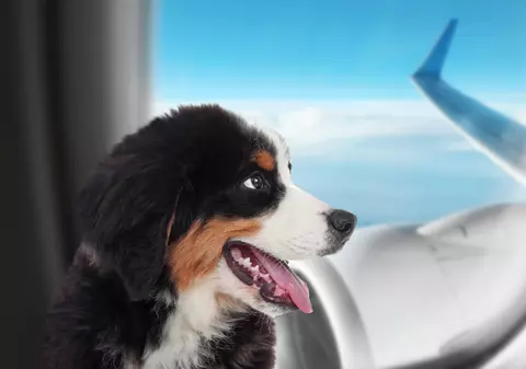 Țara care permite călătoria blănoșilor mari de până la 30 kg pe locurile de pasageri din avioane