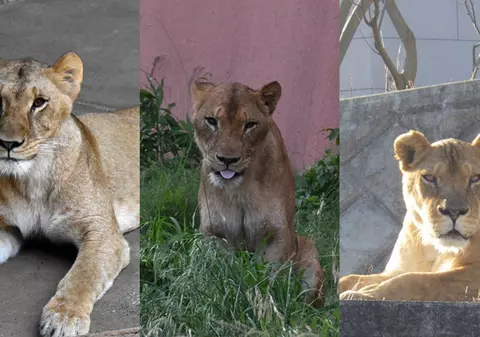 Trei lei au murit din cauza caniculei extreme, într-o grădină zoologică din Japonia
