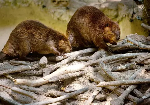 10.000.000 de euro pentru protejarea castorului și a păsărilor rare. Ministerul Mediului caută parteneri pentru biodiversitate