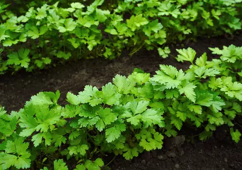 Cum tai corect pătrunjelul: greșeala pe care o fac toți românii când culeg plantele aromatice