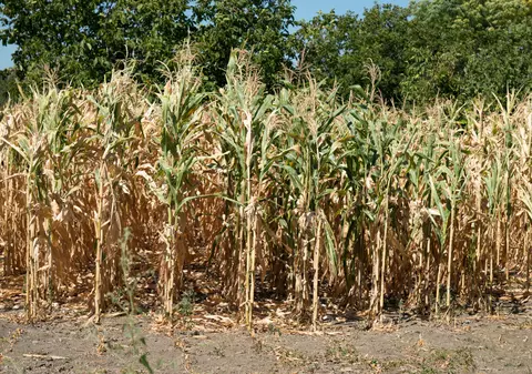 Porumb și floarea soarelui pârjolite de secetă, pe 13.000 de hectare, într-un singur județ: „A rămas doar tulpina uscată”