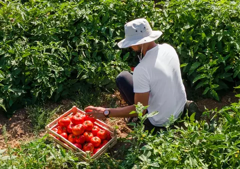 Un tânăr român a murit în Italia când culegea roșii pe câmp, la 40 de grade Celsius