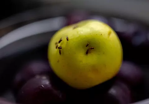 Cum să scapi de musculițele de fructe sau de oțet. Patru trucuri simple cu produse ieftine pe care oricine le are în casă