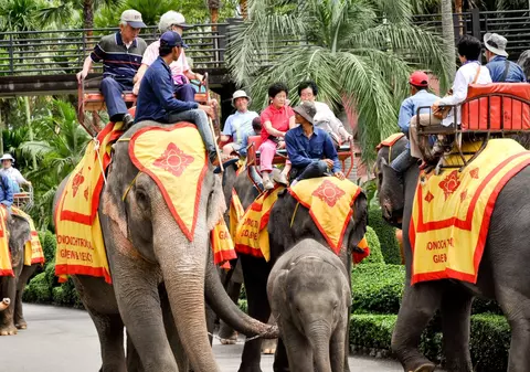 Experiențele turistice populare pe care ar trebui să le eviți în vacanță. Ce abuzuri se ascund în spatele atracțiilor din Asia, Africa sau Emirate